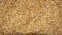 Masago cad 1kg