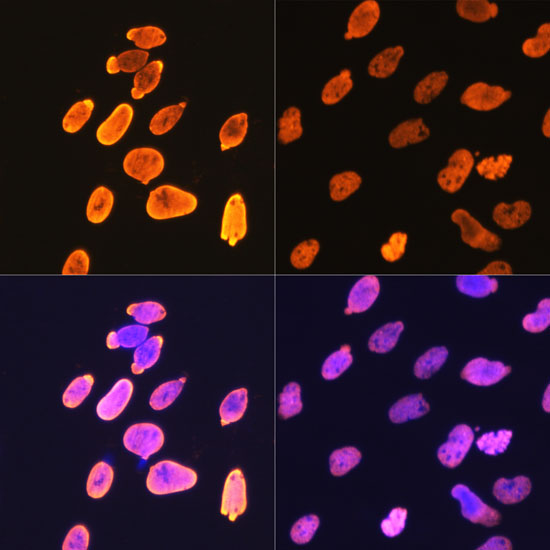 White Line T-Shirt Xl 0088#