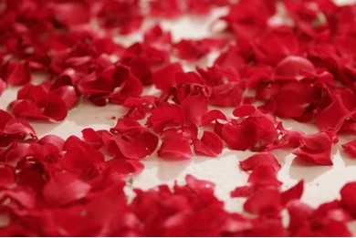 [A24177] Rose flower Spread (Ubax Firdhis)